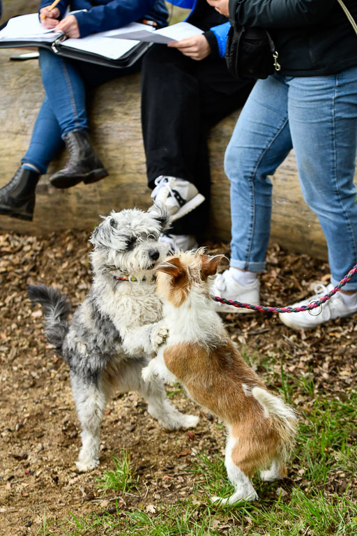 Quali für Goldene Schärpe Ponys in Berge   6+7.5.23 | Impressionen_59 