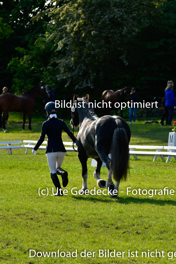 Goldene Schärpe Ponys in Hohen Luckow 1-4.6.23 | 04062023 -  Vormustern _061 