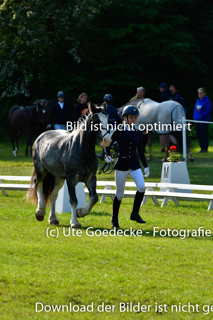 Goldene Schärpe Ponys in Hohen Luckow 1-4.6.23 | 04062023 -  Vormustern _062 