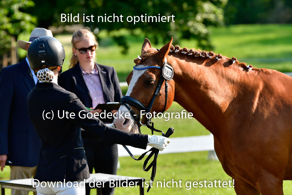 Goldene Schärpe Ponys in Hohen Luckow 1-4.6.23 | 04062023 -  Vormustern _069 