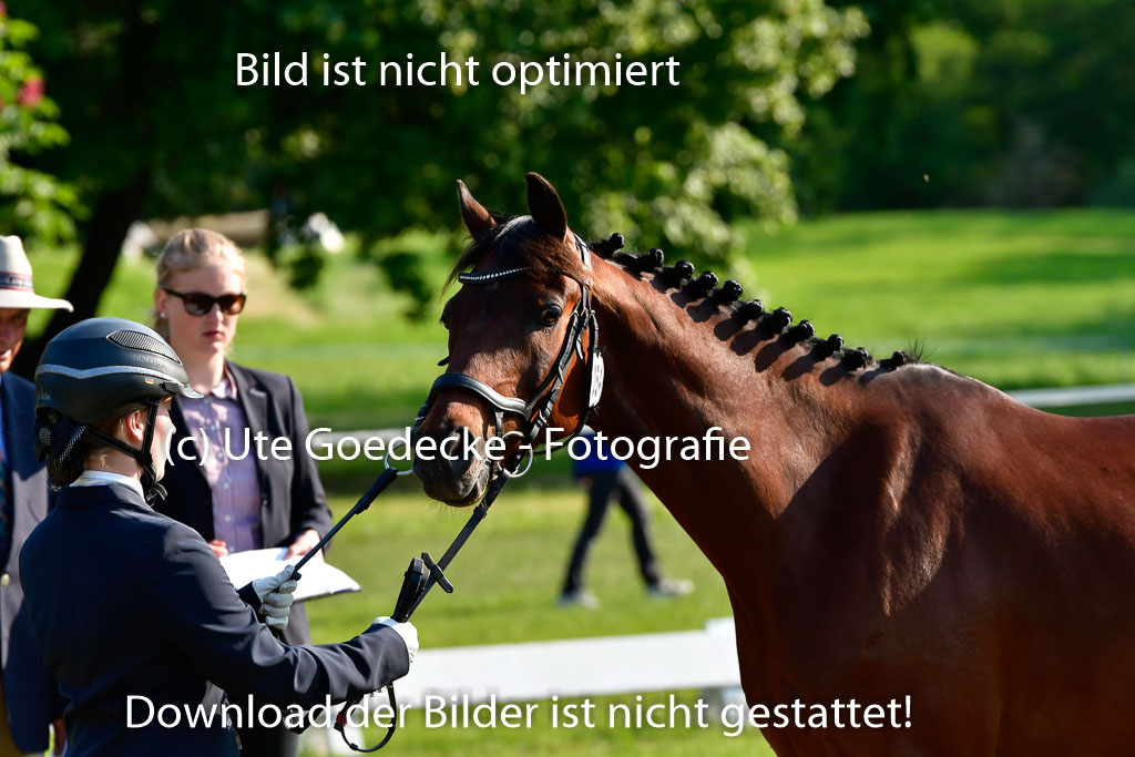 Goldene Schärpe Ponys in Hohen Luckow 1-4.6.23 | 04062023 -  Vormustern _125 