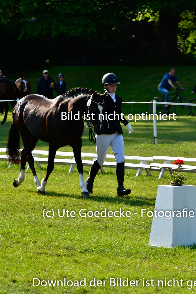 Goldene Schärpe Ponys in Hohen Luckow 1-4.6.23 | 04062023 -  Vormustern _141 