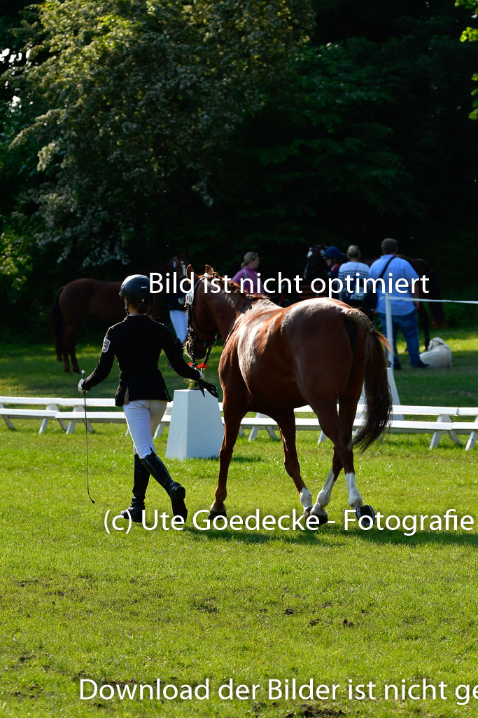 Goldene Schärpe Ponys in Hohen Luckow 1-4.6.23 | 04062023 -  Vormustern _144 