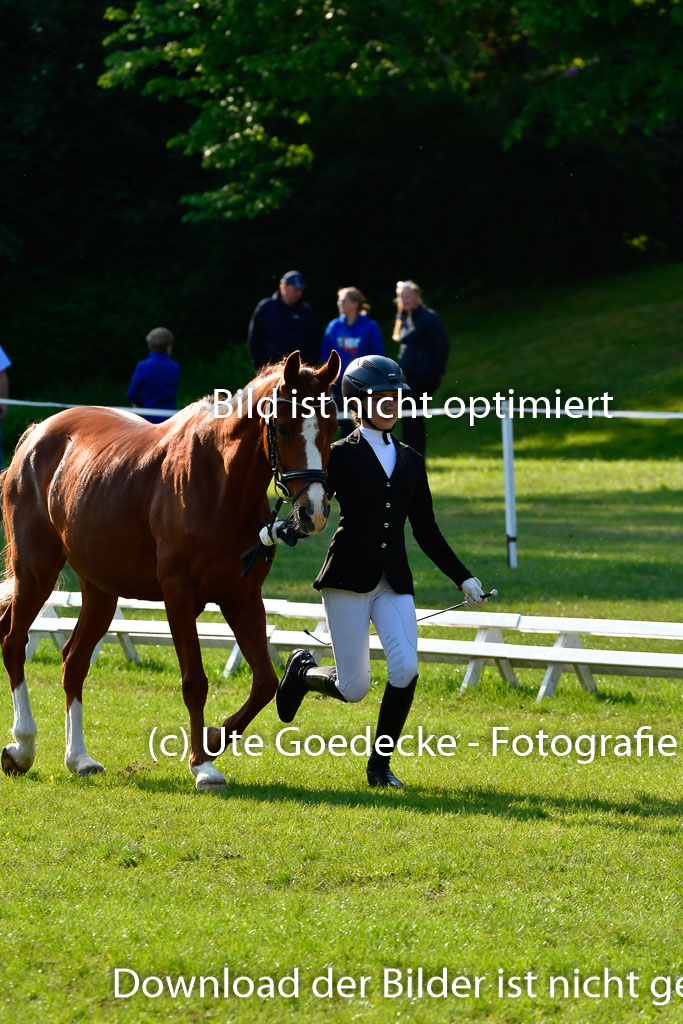 Goldene Schärpe Ponys in Hohen Luckow 1-4.6.23 | 04062023 -  Vormustern _147 