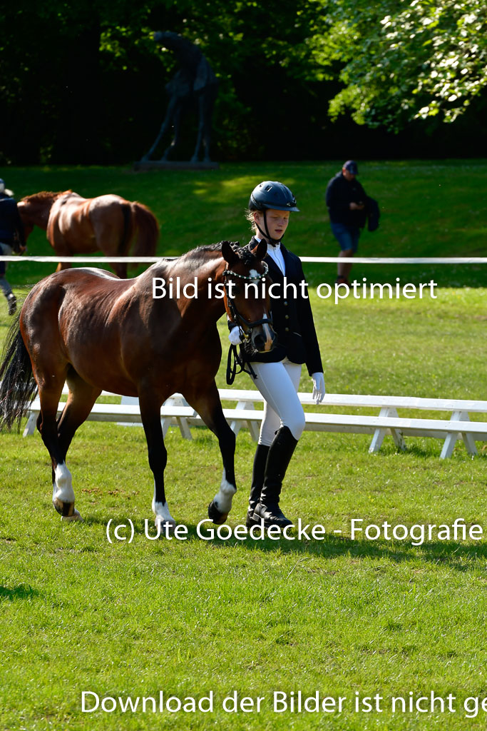 Goldene Schärpe Ponys in Hohen Luckow 1-4.6.23 | 04062023 -  Vormustern _257 