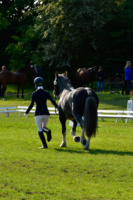 Goldene Schärpe Ponys in Hohen Luckow 1-4.6.23 | 04062023 -  Vormustern _061 