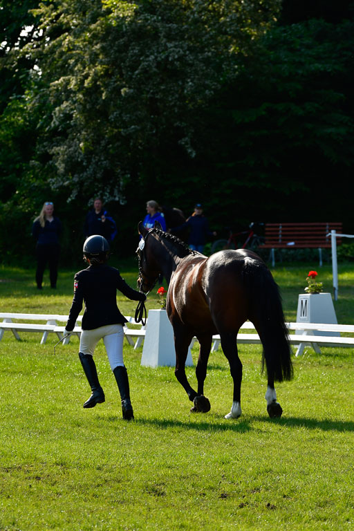Goldene Schärpe Ponys in Hohen Luckow 1-4.6.23 | 04062023 -  Vormustern _078 
