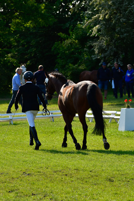 Goldene Schärpe Ponys in Hohen Luckow 1-4.6.23 | 04062023 -  Vormustern _102 