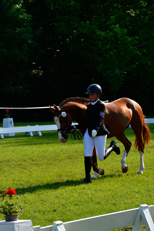 Goldene Schärpe Ponys in Hohen Luckow 1-4.6.23 | 04062023 -  Vormustern _131 