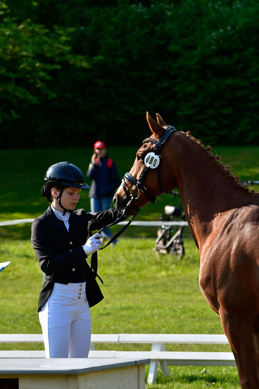 Goldene Schärpe Ponys in Hohen Luckow 1-4.6.23 | 04062023 -  Vormustern _133 