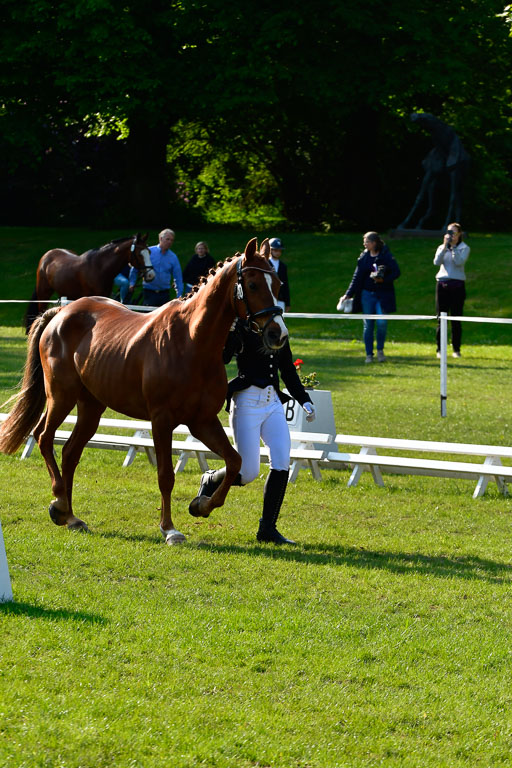 Goldene Schärpe Ponys in Hohen Luckow 1-4.6.23 | 04062023 -  Vormustern _136 