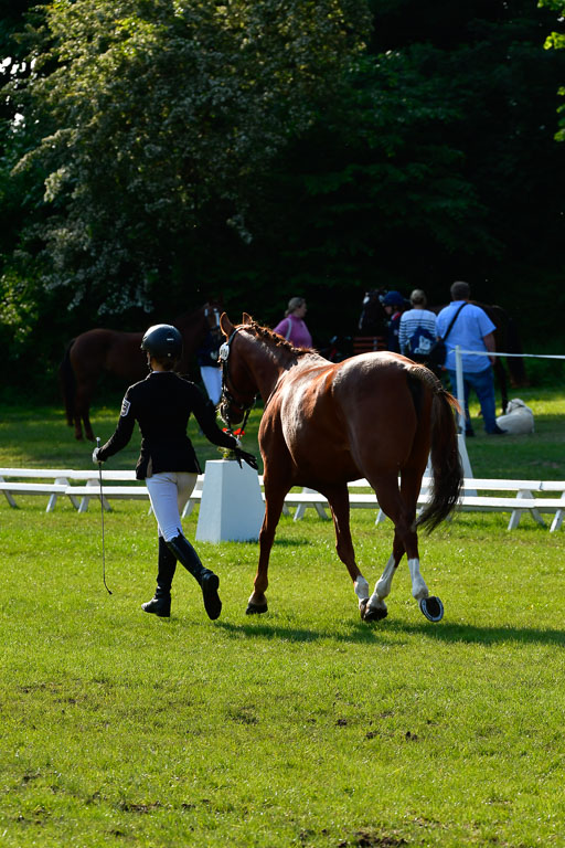 Goldene Schärpe Ponys in Hohen Luckow 1-4.6.23 | 04062023 -  Vormustern _144 