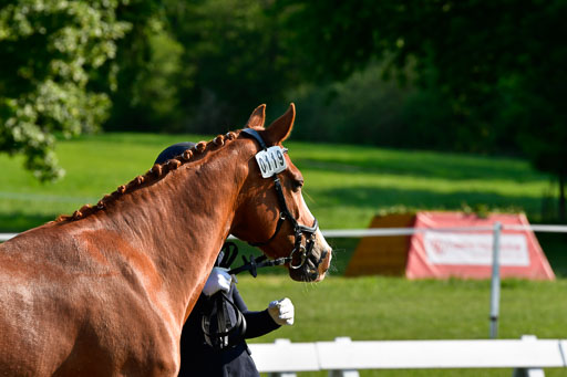 Goldene Schärpe Ponys in Hohen Luckow 1-4.6.23 | 04062023 -  Vormustern _245 