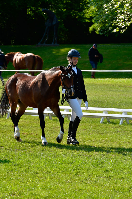 Goldene Schärpe Ponys in Hohen Luckow 1-4.6.23 | 04062023 -  Vormustern _257 