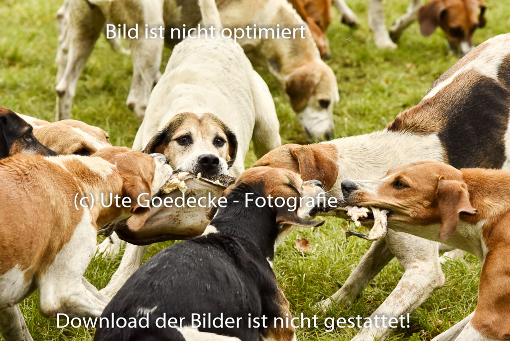 Jagd Mechtersen 01.10.2023 | 01102023 Jagd Mechtersen _160