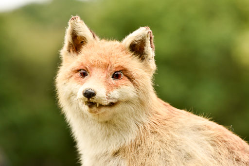 Jagd Mechtersen 01.10.2023 | 01102023 Jagd Mechtersen _090 