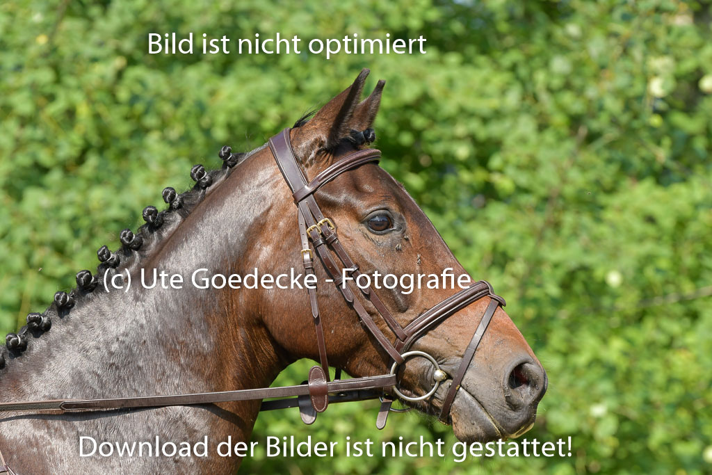 Mechtersen 25.06.2023 | 25062023 Stil Springen A_089