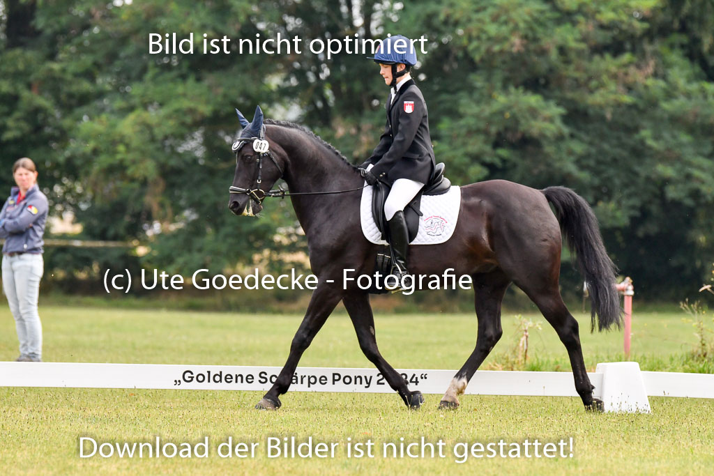 Goldene Schärpe Ponys in Hohenberg Krusemark 2024 | 12072024 Dressur _0003 