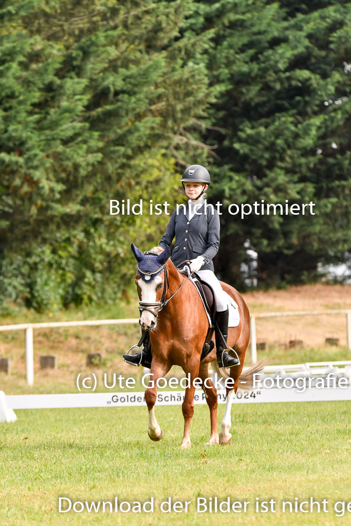 Goldene Schärpe Ponys in Hohenberg Krusemark 2024 | 12072024 Dressur _0004 