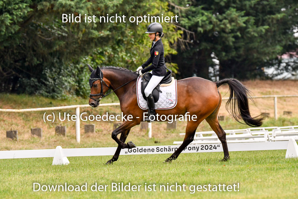 Goldene Schärpe Ponys in Hohenberg Krusemark 2024 | 12072024 Dressur _0019 