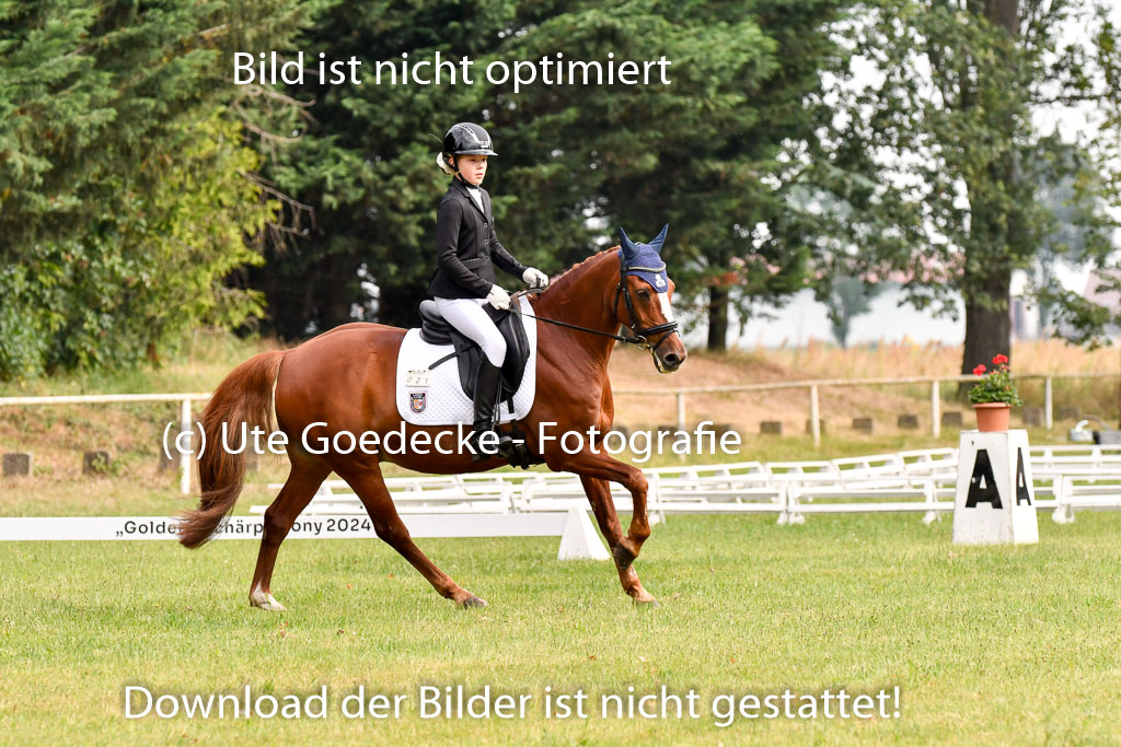 Goldene Schärpe Ponys in Hohenberg Krusemark 2024 | 12072024 Dressur _0035 