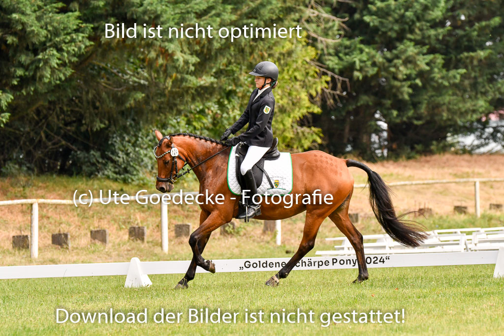 Goldene Schärpe Ponys in Hohenberg Krusemark 2024 | 12072024 Dressur _0062 