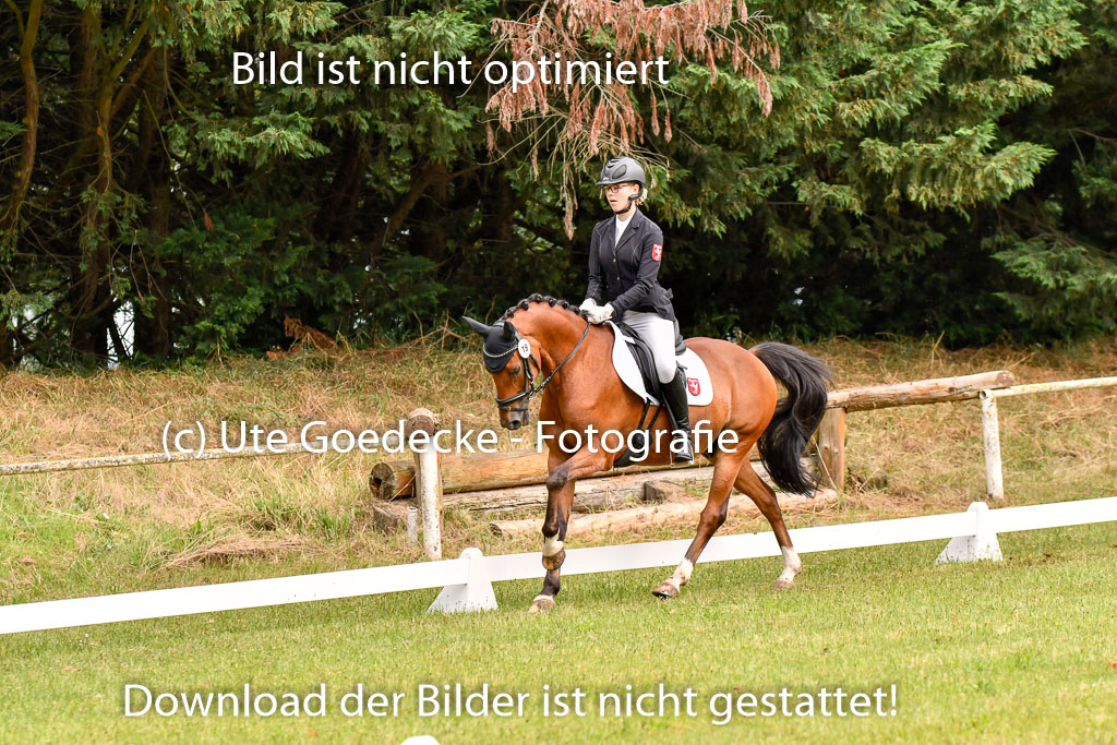 Goldene Schärpe Ponys in Hohenberg Krusemark 2024 | 12072024 Dressur _0087 