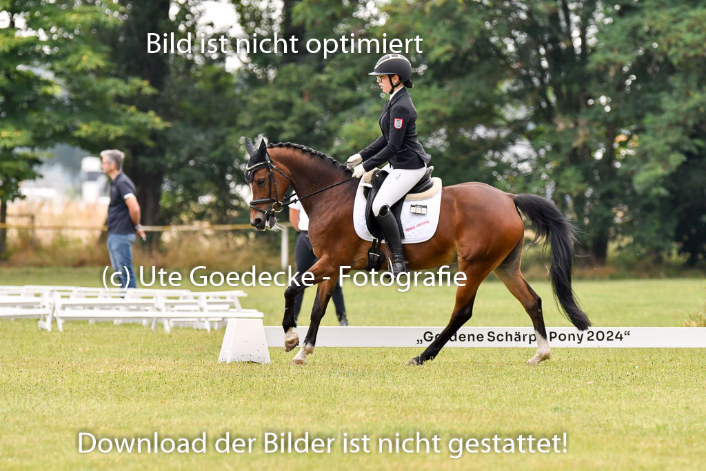 Goldene Schärpe Ponys in Hohenberg Krusemark 2024 | 12072024 Dressur _0114 