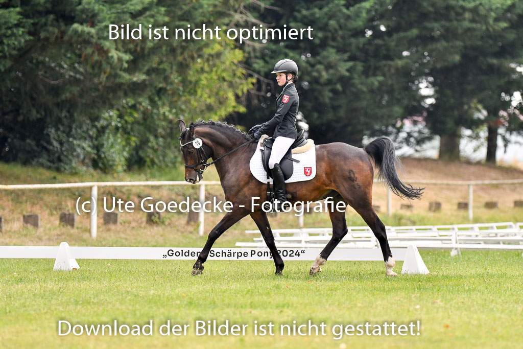 Goldene Schärpe Ponys in Hohenberg Krusemark 2024 | 12072024 Dressur _0139