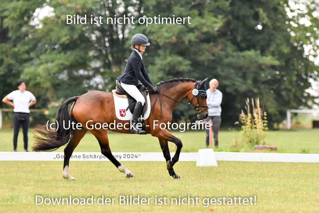 Goldene Schärpe Ponys in Hohenberg Krusemark 2024 | 12072024 Dressur _0140