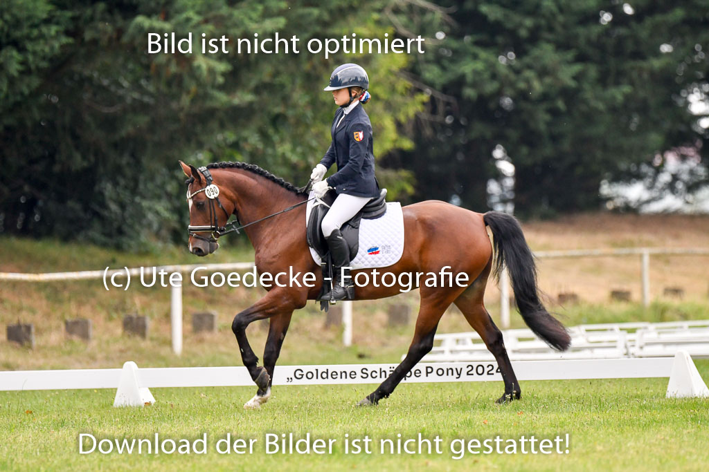 Goldene Schärpe Ponys in Hohenberg Krusemark 2024 | 12072024 Dressur _0183