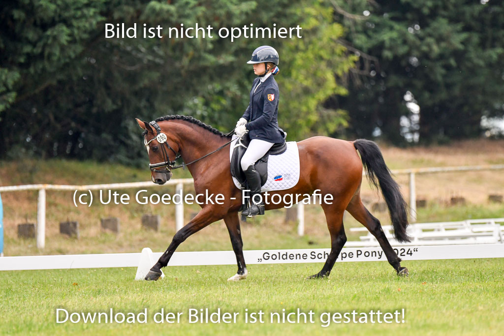 Goldene Schärpe Ponys in Hohenberg Krusemark 2024 | 12072024 Dressur _0184