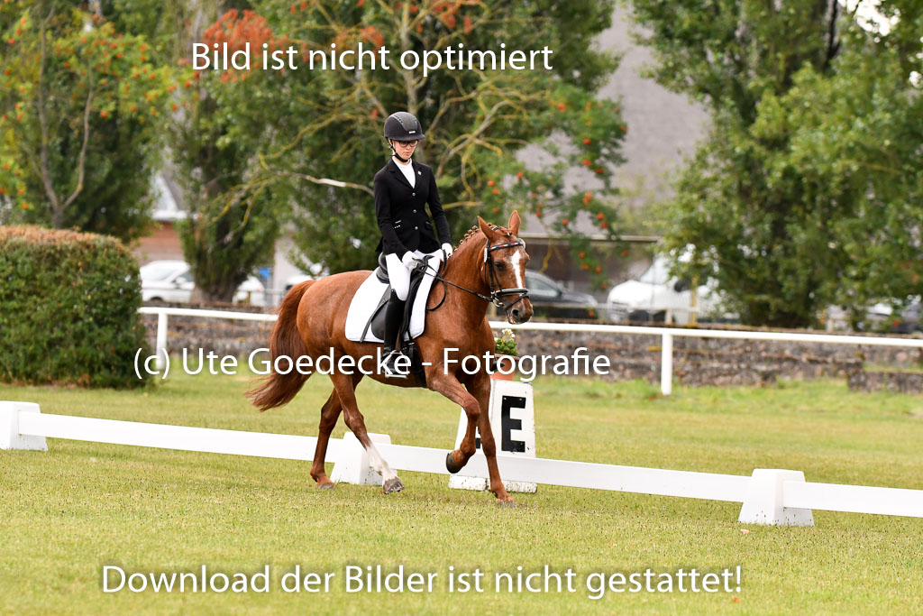 Goldene Schärpe Ponys in Hohenberg Krusemark 2024 | 12072024 Dressur _0187