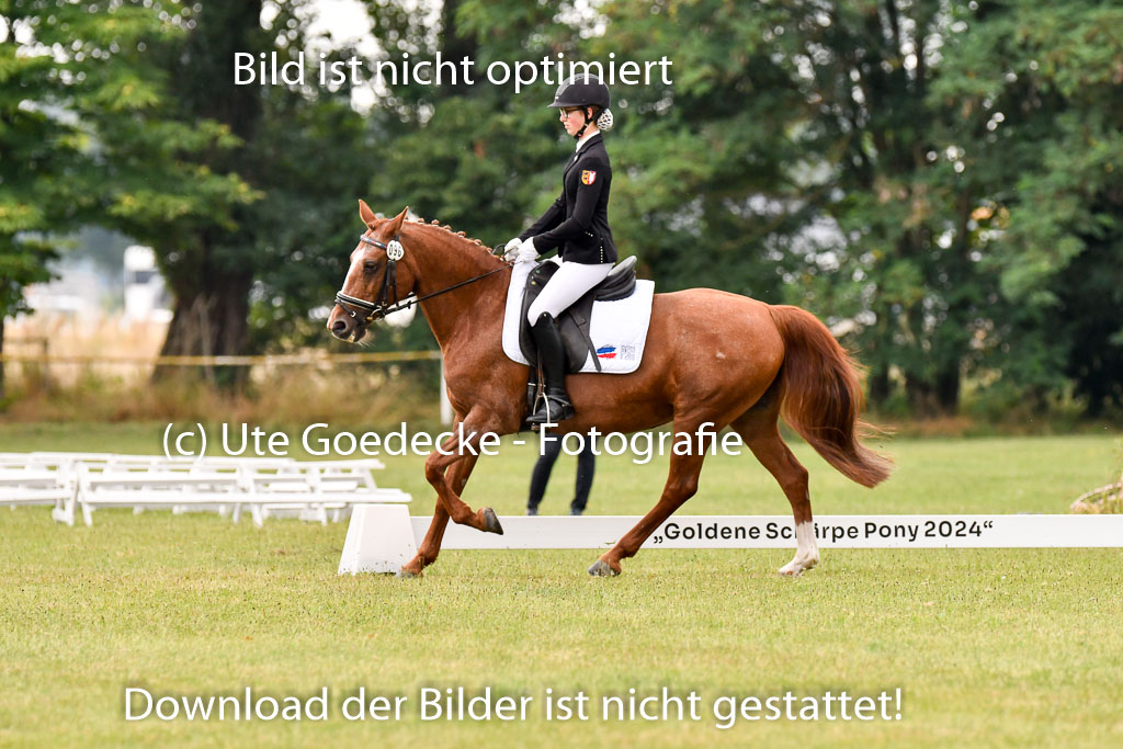 Goldene Schärpe Ponys in Hohenberg Krusemark 2024 | 12072024 Dressur _0193