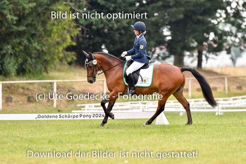 Goldene Schärpe Ponys in Hohenberg Krusemark 2024 | 12072024 Dressur _0204 