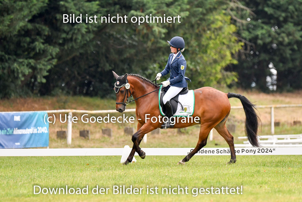 Goldene Schärpe Ponys in Hohenberg Krusemark 2024 | 12072024 Dressur _0205 