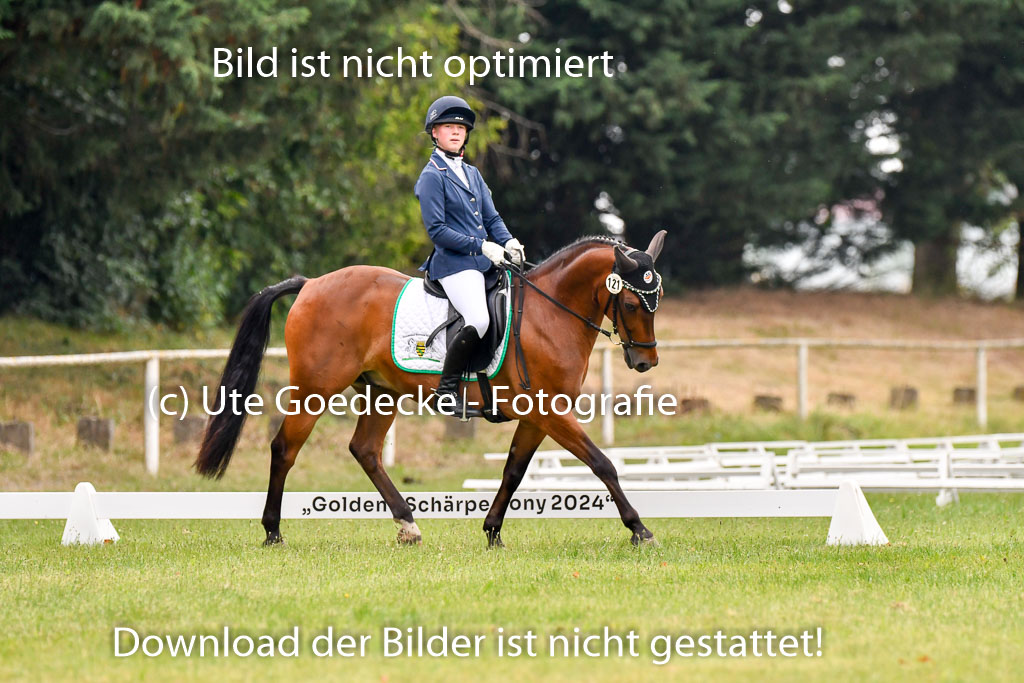 Goldene Schärpe Ponys in Hohenberg Krusemark 2024 | 12072024 Dressur _0209 