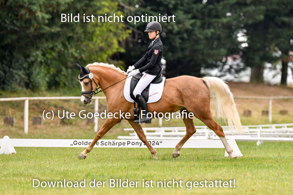 Goldene Schärpe Ponys in Hohenberg Krusemark 2024 | 12072024 Dressur _0221 