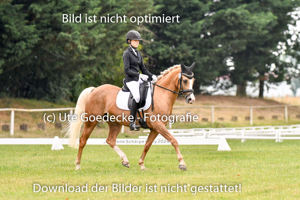 Goldene Schärpe Ponys in Hohenberg Krusemark 2024 | 12072024 Dressur _0222