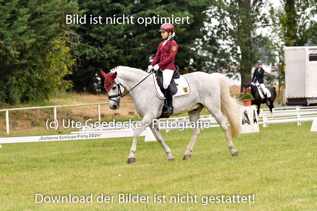 Goldene Schärpe Ponys in Hohenberg Krusemark 2024 | 12072024 Dressur _0244 