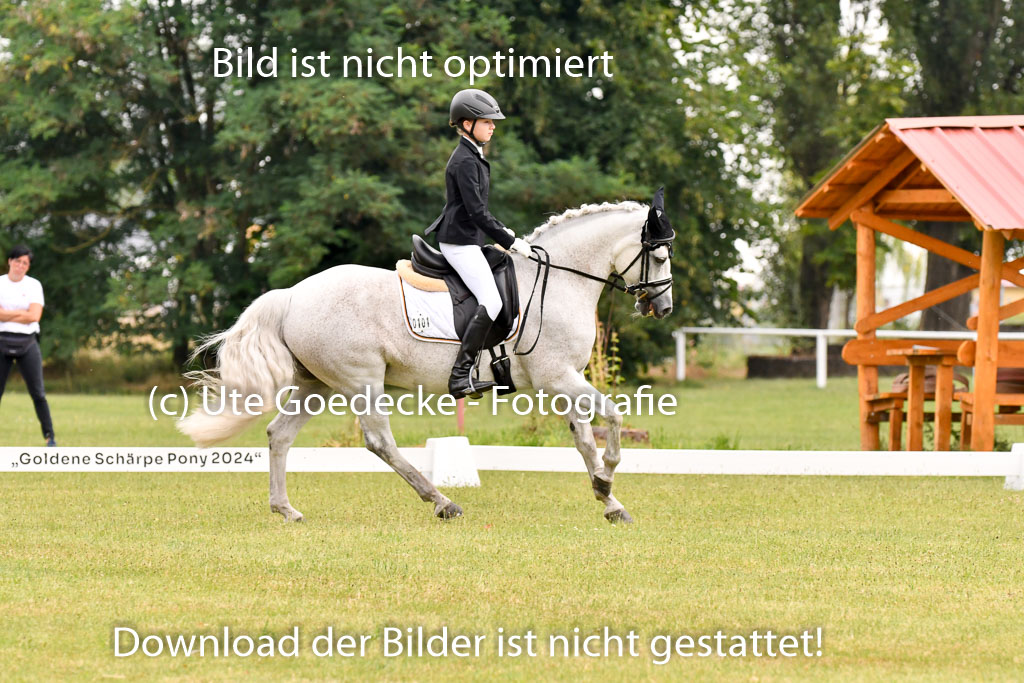 Goldene Schärpe Ponys in Hohenberg Krusemark 2024 | 12072024 Dressur _0251 