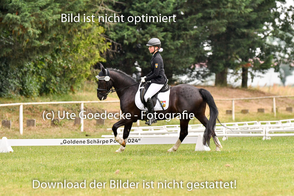 Goldene Schärpe Ponys in Hohenberg Krusemark 2024 | 12072024 Dressur _0273 