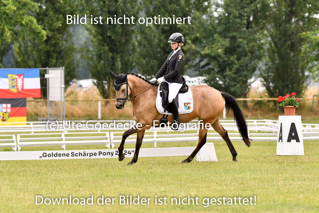 Goldene Schärpe Ponys in Hohenberg Krusemark 2024 | 12072024 Dressur _0277 