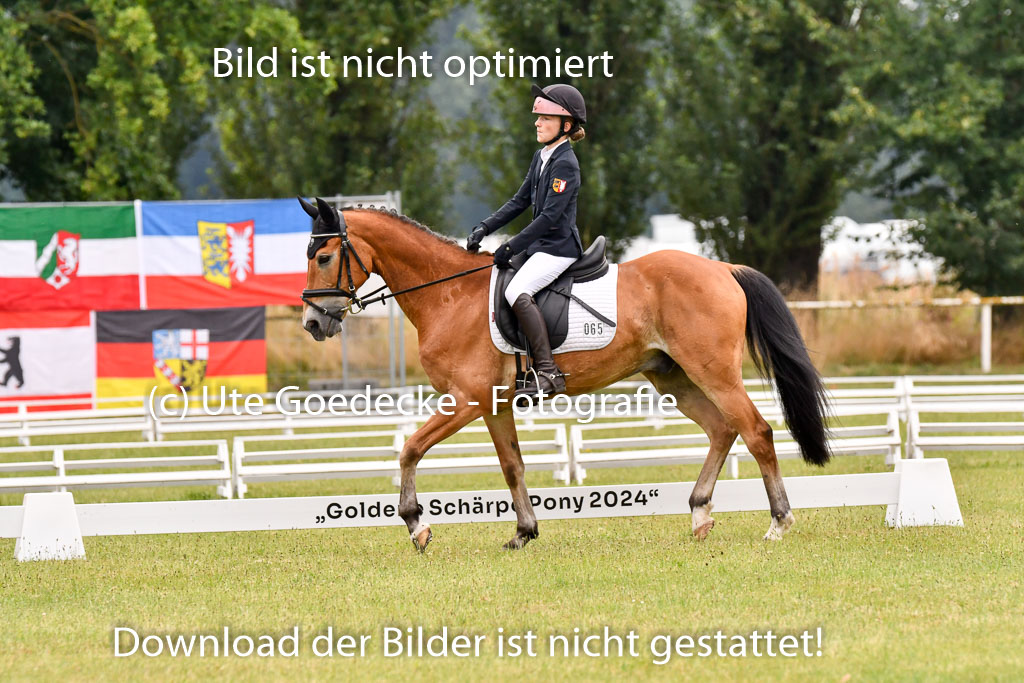 Goldene Schärpe Ponys in Hohenberg Krusemark 2024 | 12072024 Dressur _0333