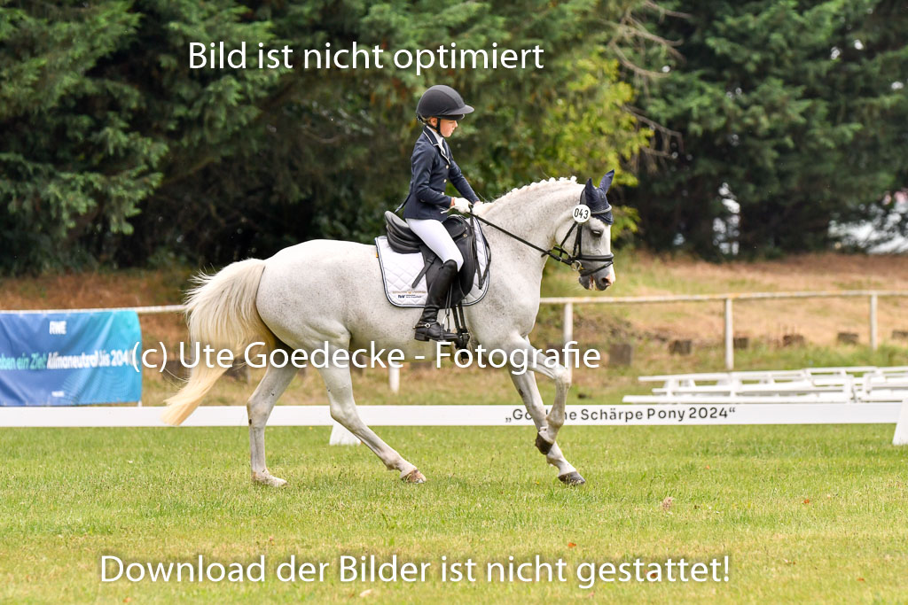 Goldene Schärpe Ponys in Hohenberg Krusemark 2024 | 12072024 Dressur _0346