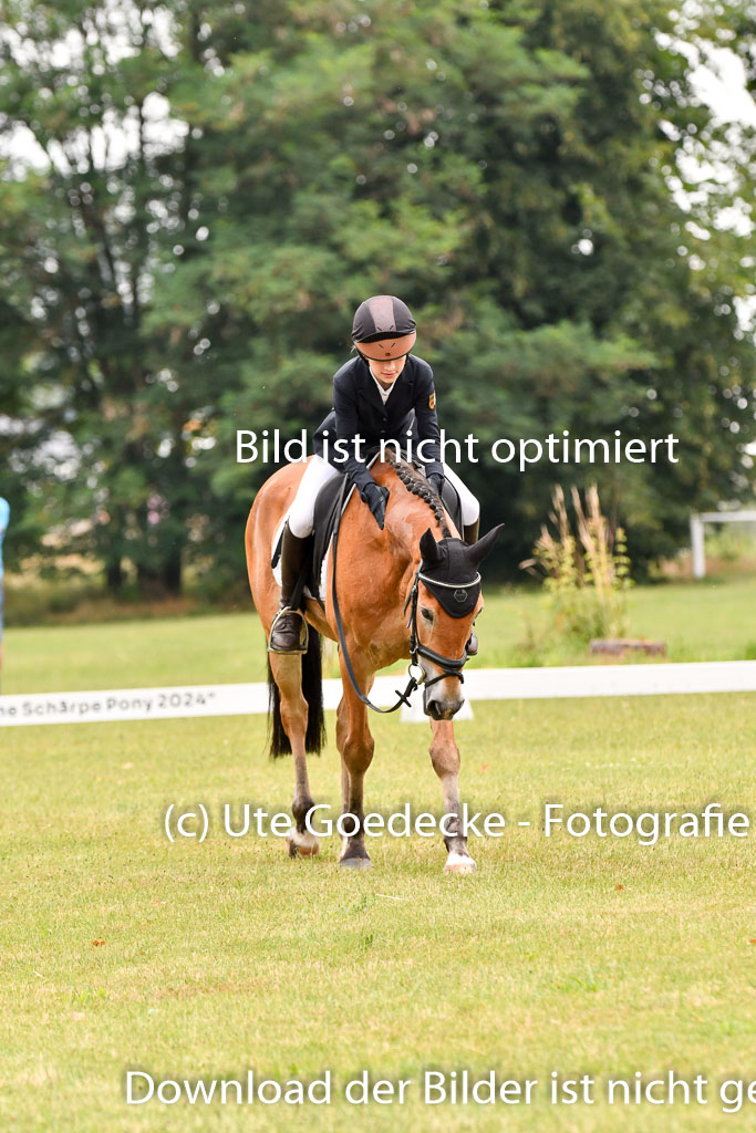Goldene Schärpe Ponys in Hohenberg Krusemark 2024 | 12072024 Dressur _0361