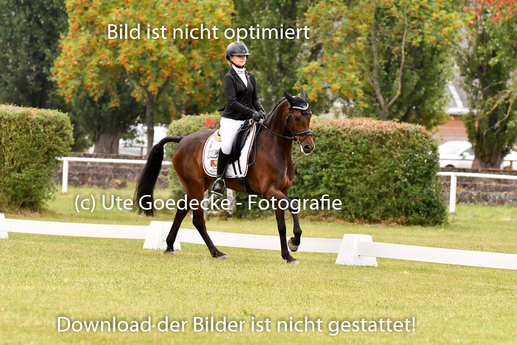 Goldene Schärpe Ponys in Hohenberg Krusemark 2024 | 12072024 Dressur _0377