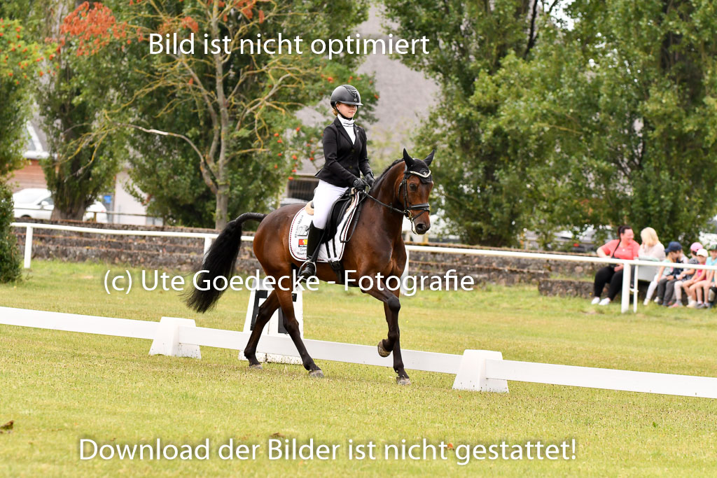Goldene Schärpe Ponys in Hohenberg Krusemark 2024 | 12072024 Dressur _0379