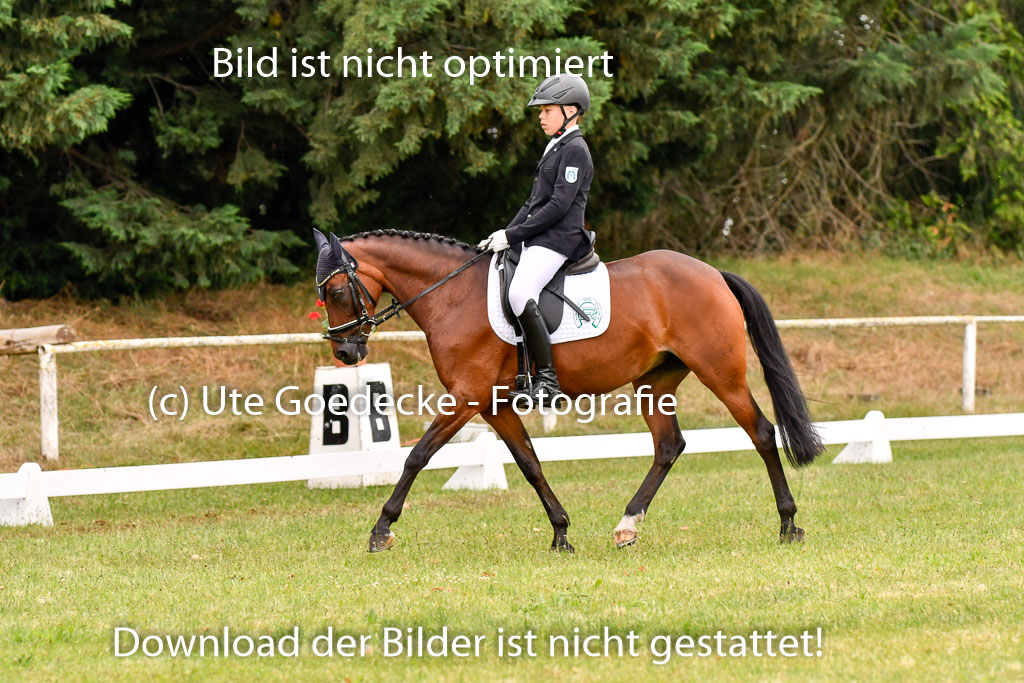 Goldene Schärpe Ponys in Hohenberg Krusemark 2024 | 12072024 Dressur _0416 