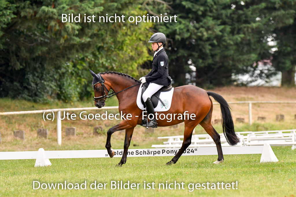 Goldene Schärpe Ponys in Hohenberg Krusemark 2024 | 12072024 Dressur _0421 